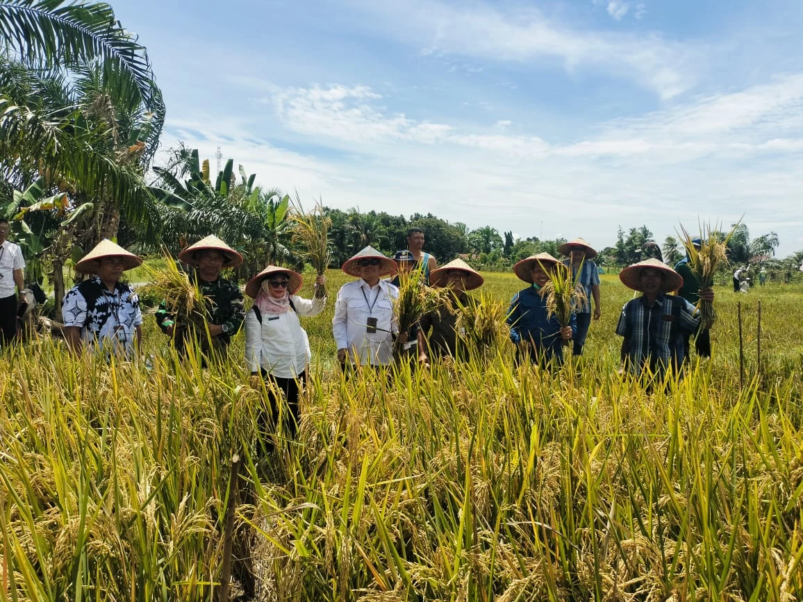 Dukung Ketahanan Pangan, Dandim 0207/Simalungun  Hadiri Panen Raya Padi Di Lahan Hanpang Unggulan KASAD  