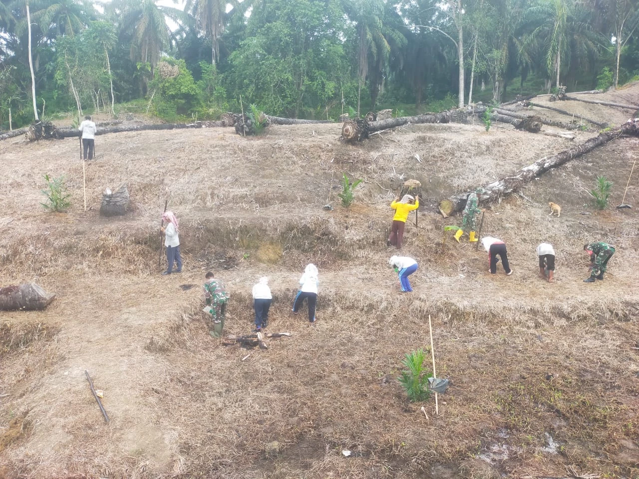 Babinsa Koramil 10/Tanah Jawa Dampingi Hanpangan Warga Dalam Penanaman Padi Gogo