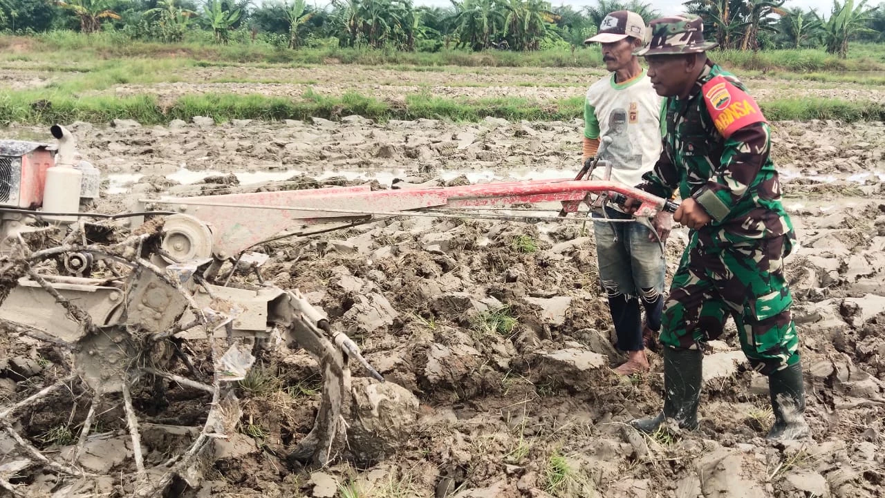 Babinsa Lakukan Pendampingan Pengolahan Lahan Tanam Padi.