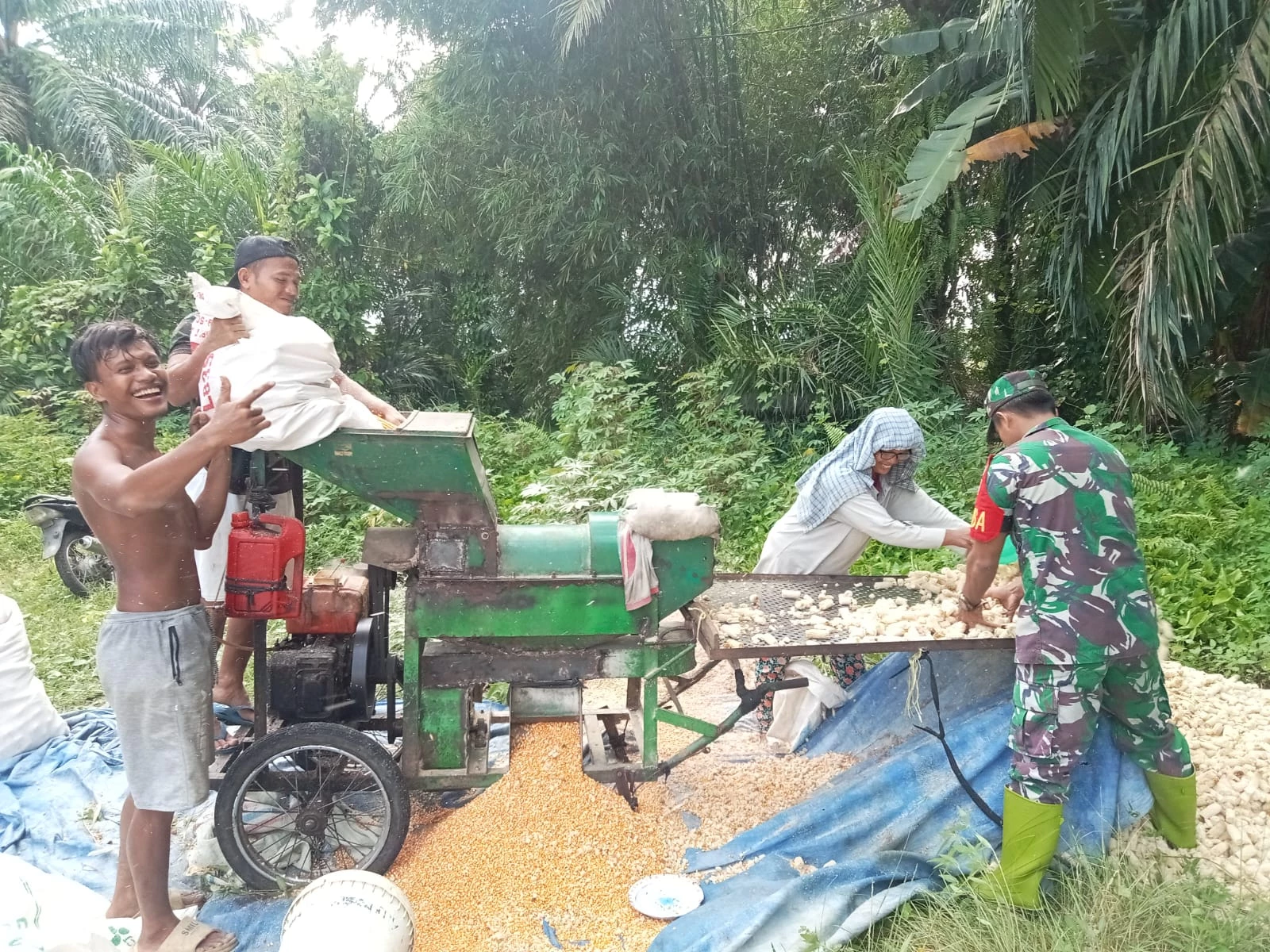 Tingkatkan Swasembada Pangan, Babinsa Bantu Petani Giling Jagung