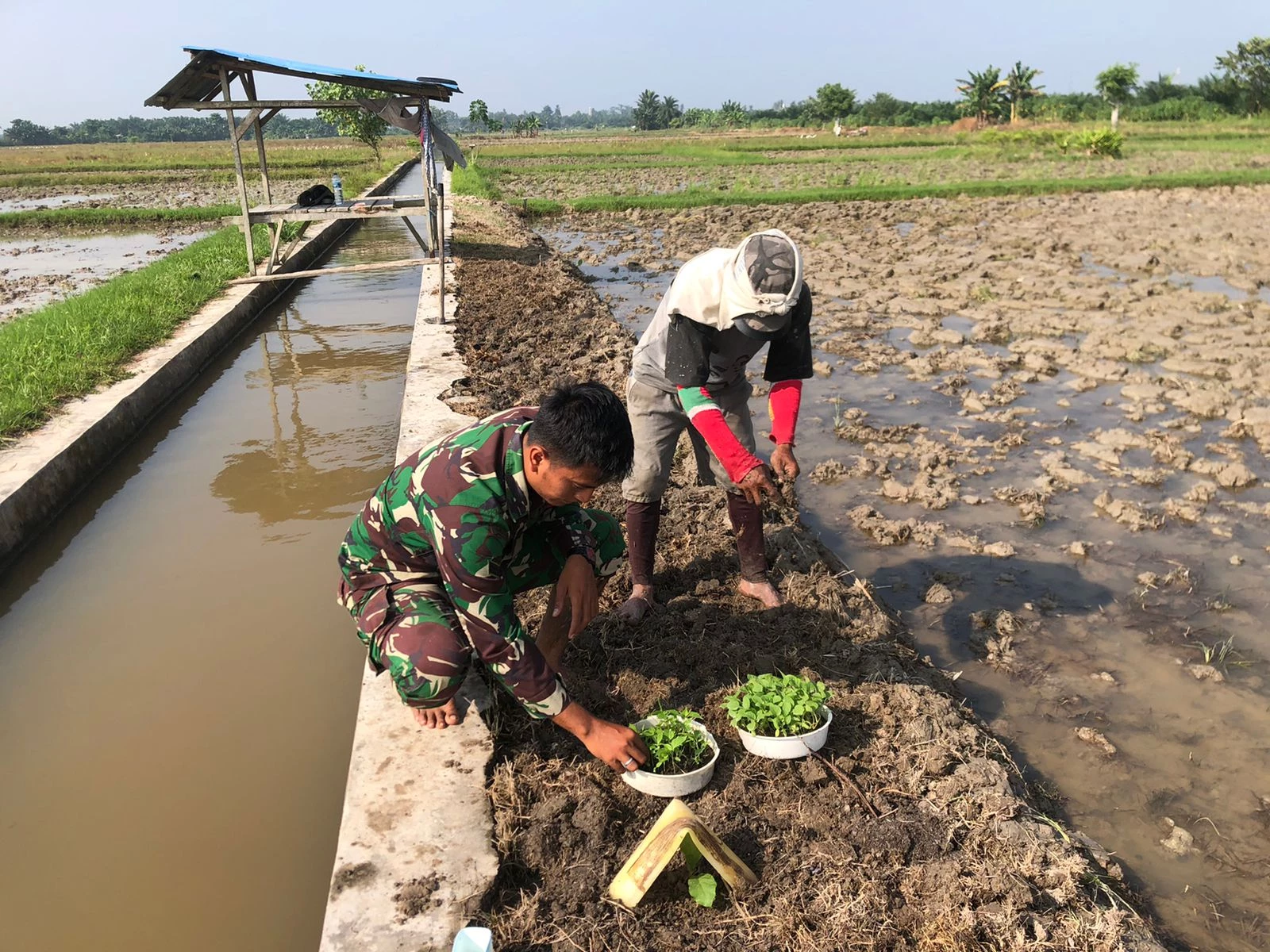 Babinsa Koramil 07/ Bosar Maligas Dukung Ketahanan Pangan Dengan Pendampingan Tanaman Sayur