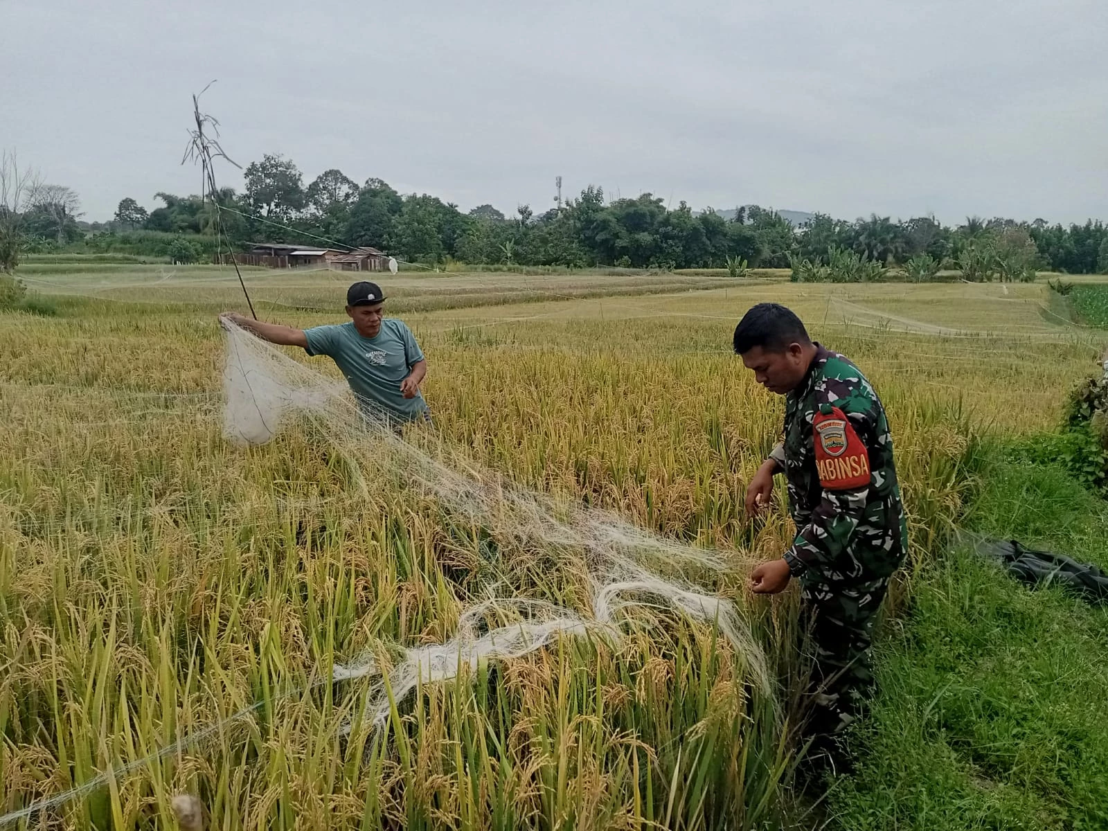 Babinsa Membantu Petani Pasang Jaring, Guna Halau Serangan Hama Burung Ke Tanaman Padi