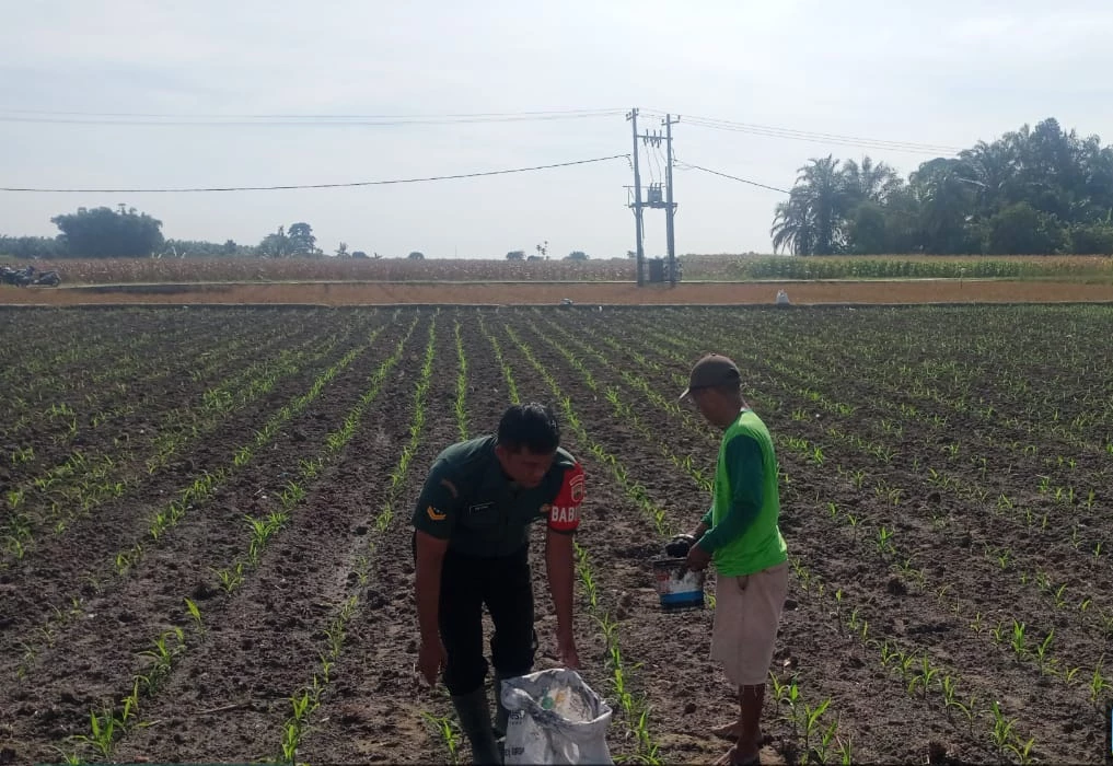 Jaga Ketahanan Pangan, Babinsa Tanah Jawa Bantu Pemupukan Jagung