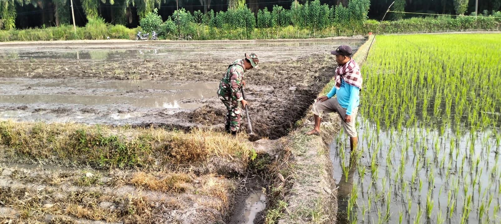 Wujud Kepedulian, Babinsa  Bersama Pemilik Sawah Cek Saluran Irigasi