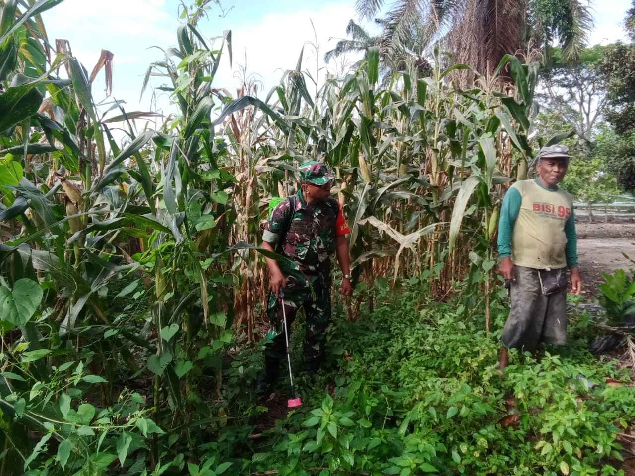 Babinsa Bantu Penyemprotan Rumput Liar di Lahan Tanaman Jagung Milik Warga Binaan