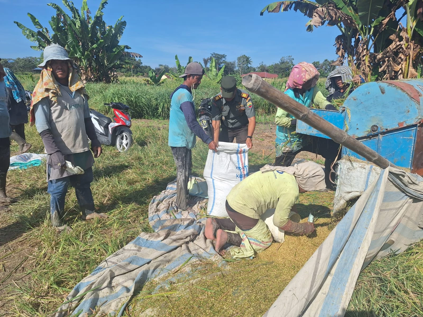 Danramil Siantar Selatan Bantu Warga Panen Padi 