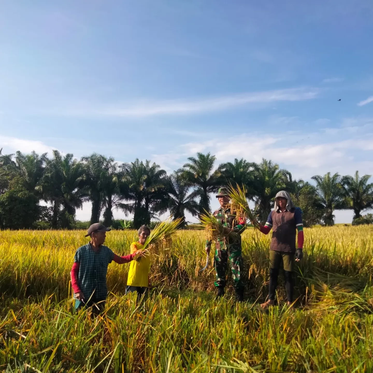 Babinsa Koramil Tiga Balata Bantu Petani Panen Padi