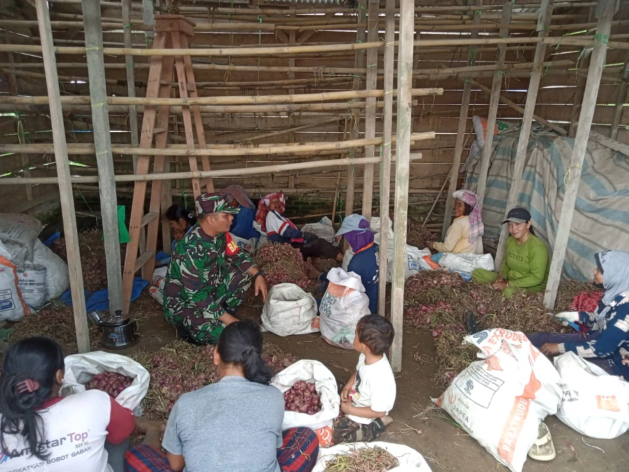 Babinsa Komsos Dengan Petani Bawang Merah di Desa Tanjung Saribu