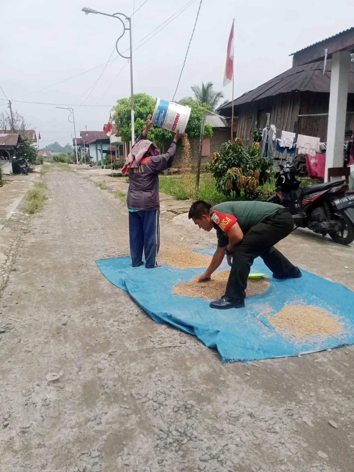 Menjaga Kualitas Hasil Panen, Babinsa Bantu Petani Jemur Padi