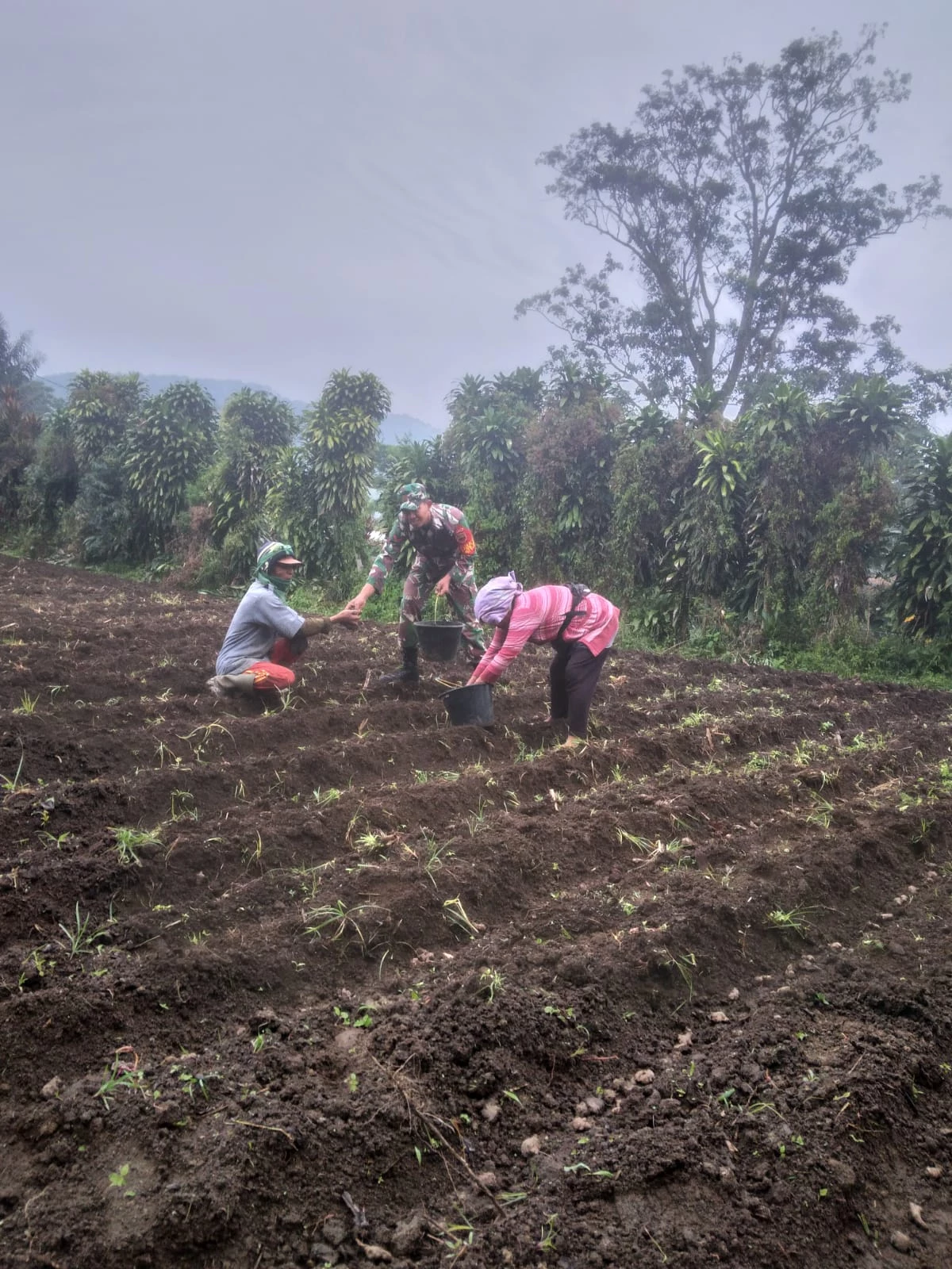 Manfaatkan Waktu , Babinsa Komsos Dengan Petani jahe