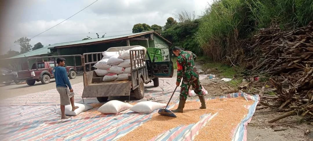 Babinsa Koramil 13/PRB Bantu Jemur Jagung Warga