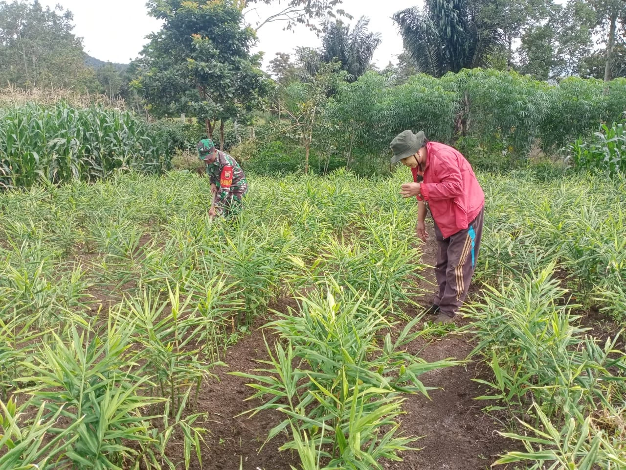 Babinsa Dolok Perdamaian Bantu Petani Jahe Bersihkan Lahan Jahe Milik Warga 