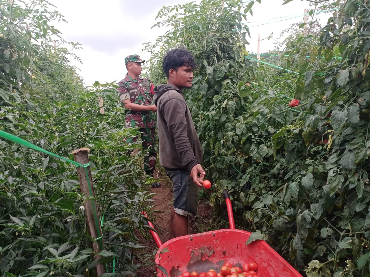 ​Tingkatkan Produksi Pertanian, Babinsa Dampingi Petani Panen Tomat