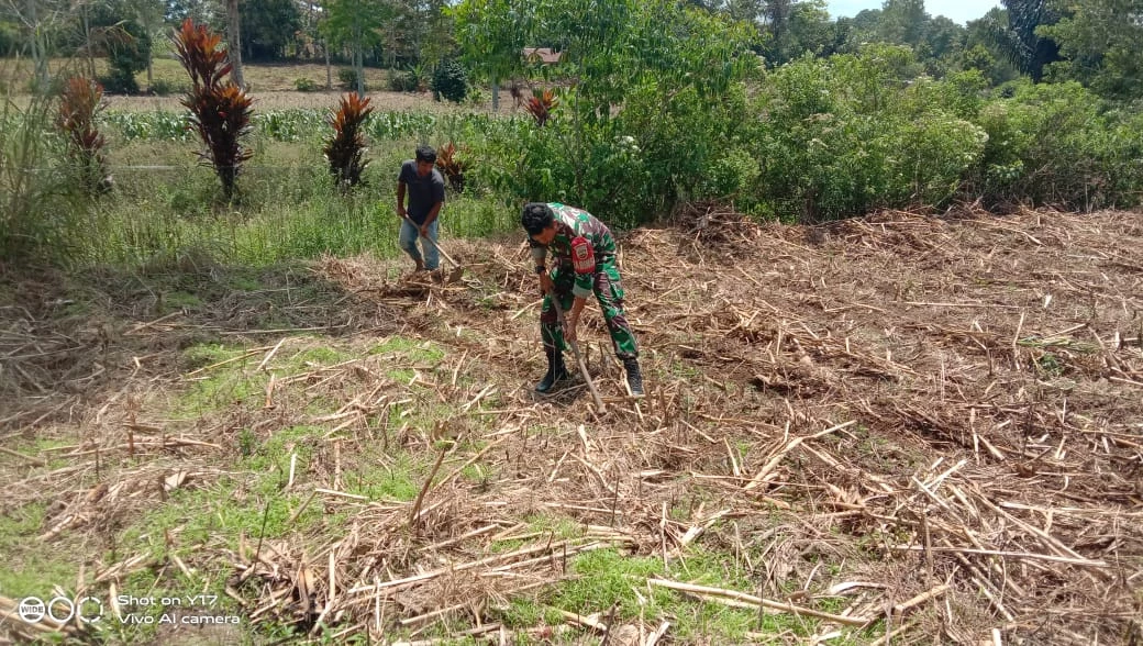 Majukan Hanpangan Babinsa  Bantu Bersihkan Lahan yang akan di tanami jagung