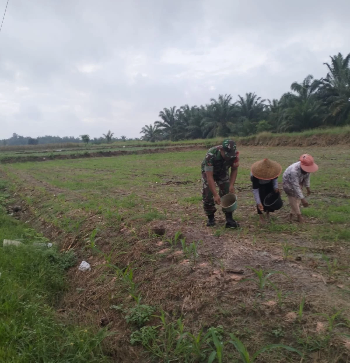 Wujud Kepedulian, Babinsa Bantu Petani Pupuk Jagung