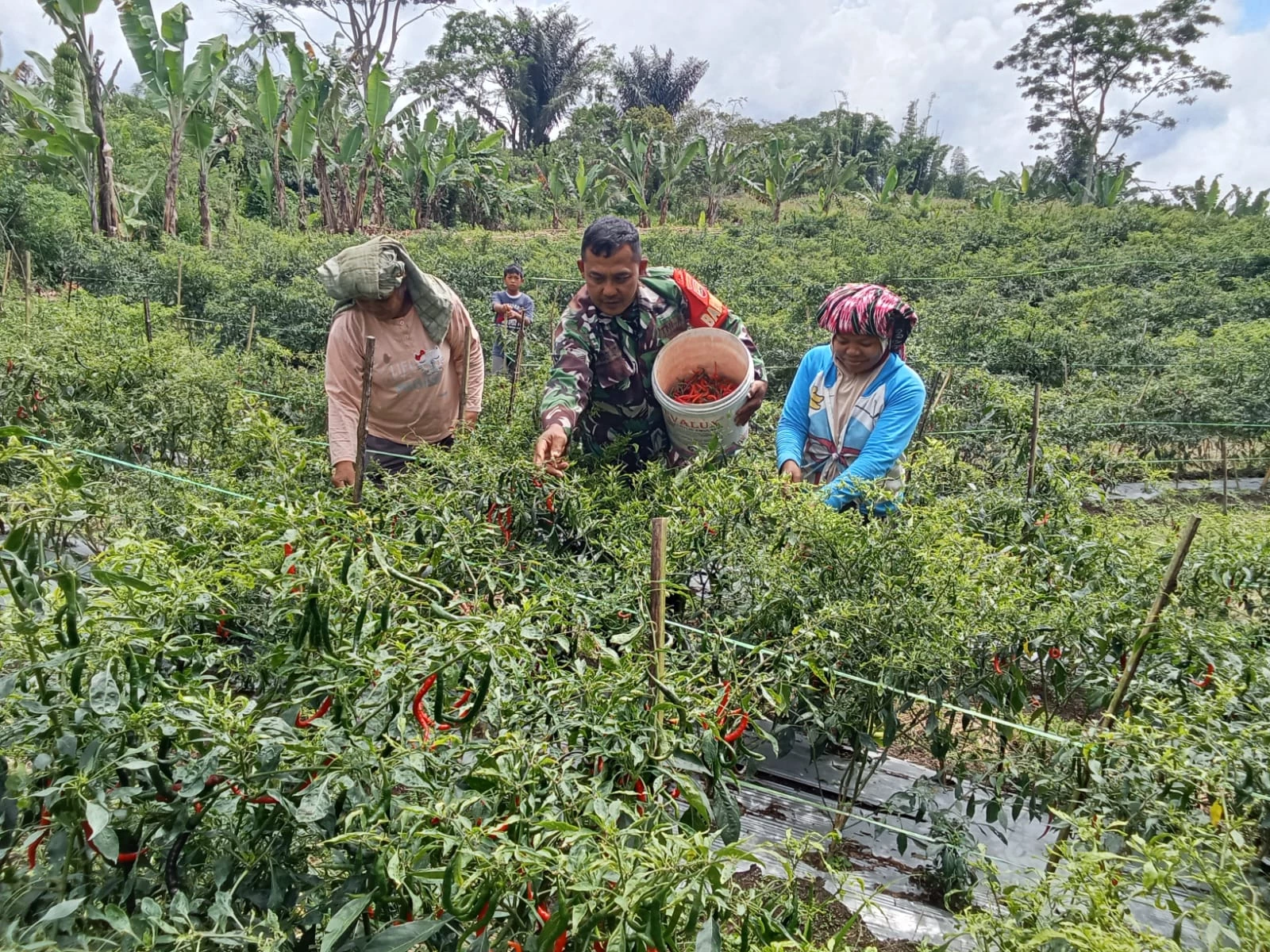 Babinsa Bantu petani Panen Tanaman Cabe