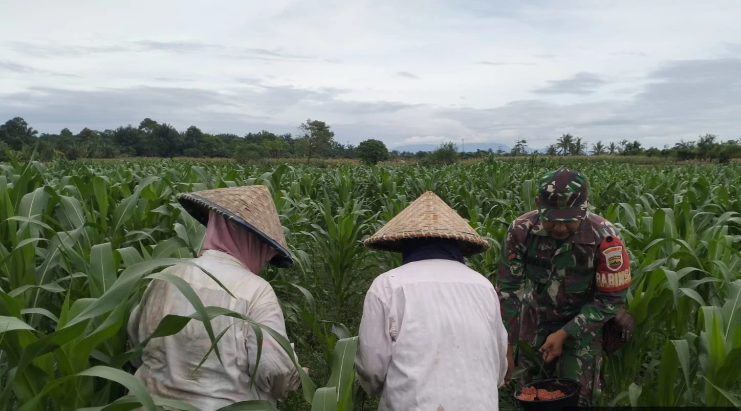 Wujud Kepedulian, Babinsa Bantu Petani Memupuk Jagung