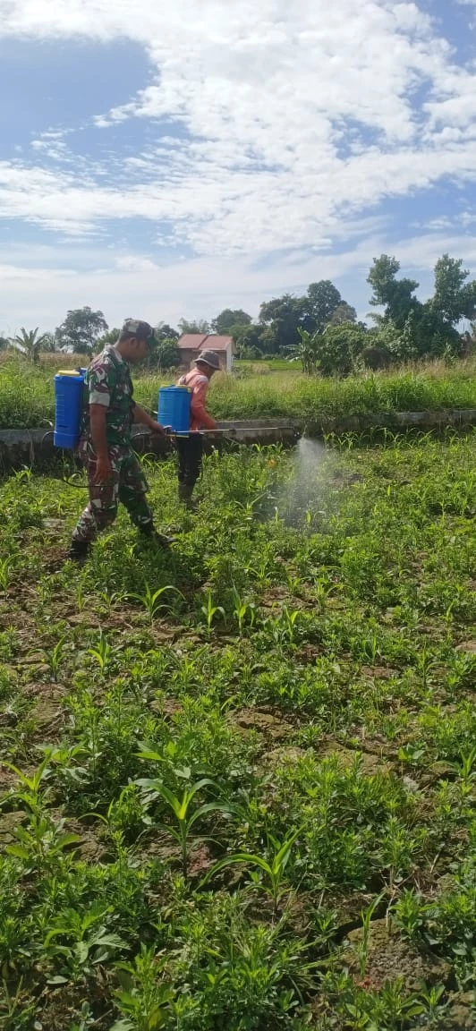 Berantas Gulma, Babinsa Koramil Raya Bantu Petani Semprot Lahan Jagung