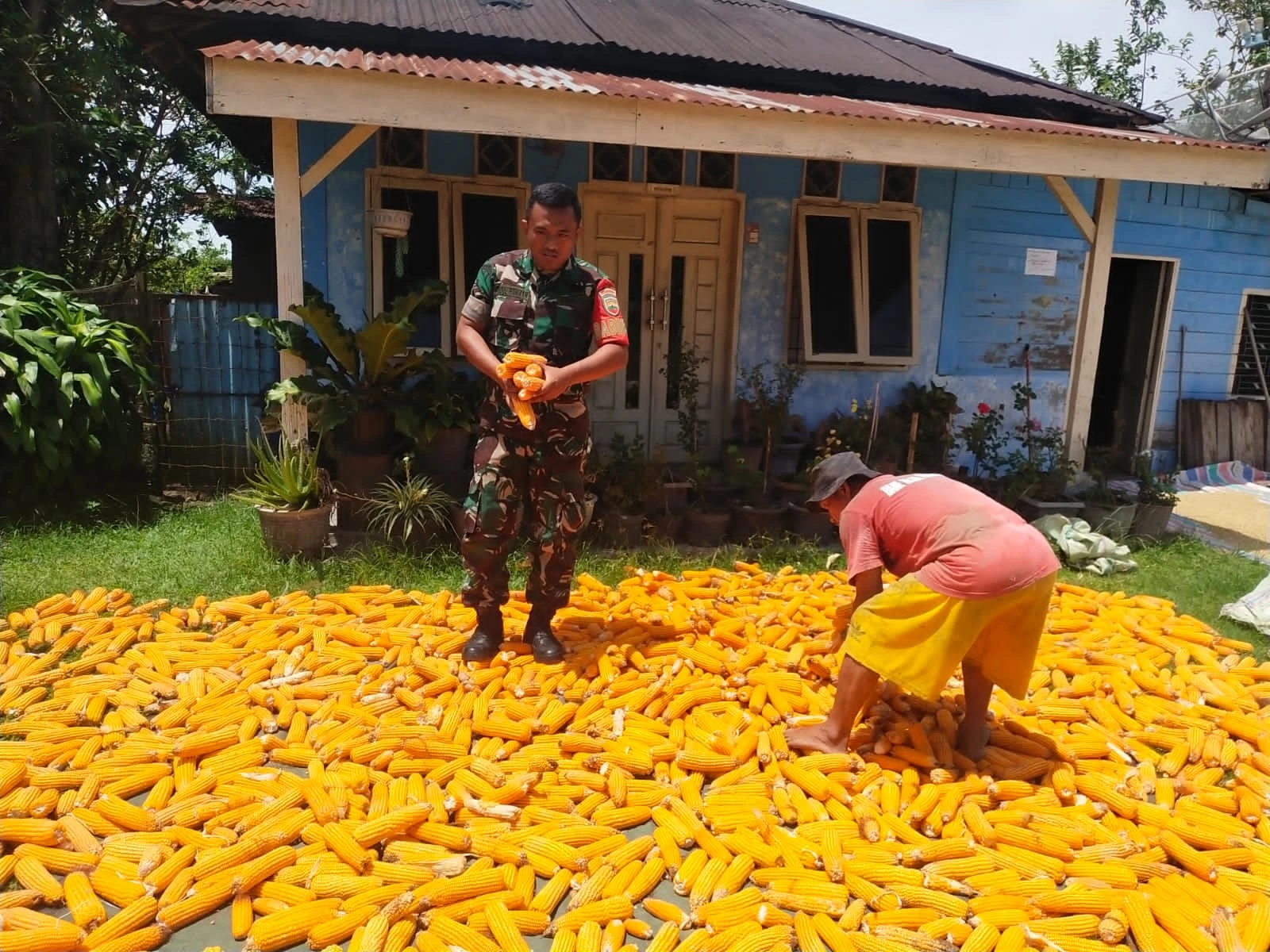 Wujud Pendampingan Ke Petani Babinsa Bantu Jemur Jagung