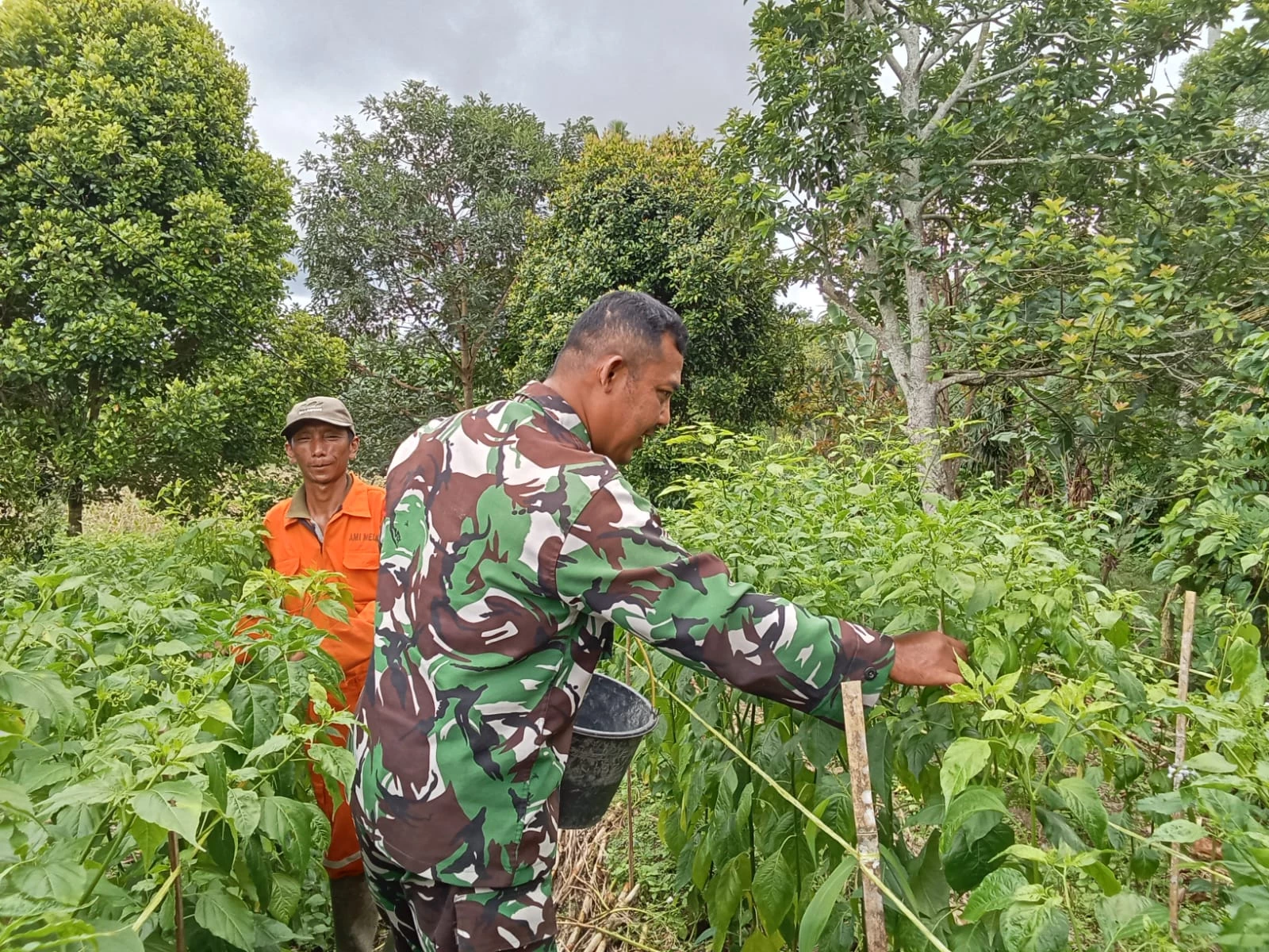 Sukseskan Ketahanan Pangan, Babinsa Dampingi Petani Panen Cabai Rawit