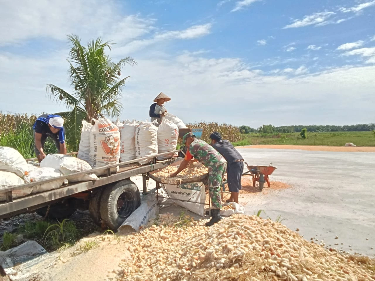 Babinsa Koramil Tanah Jawa Bantu Petani Merontokkan Jagung