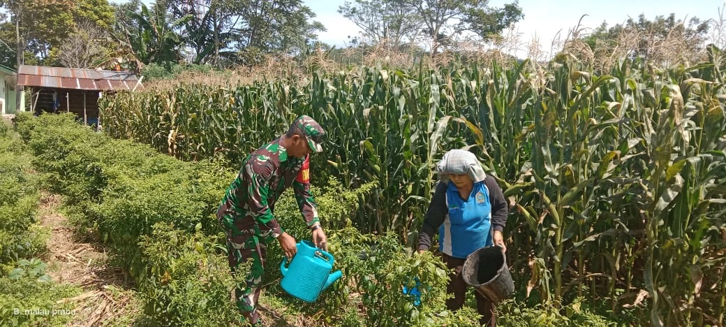 Komsos Bersama Petani Babinsa Memberikan Pendampingan Perawatan Cabai merah