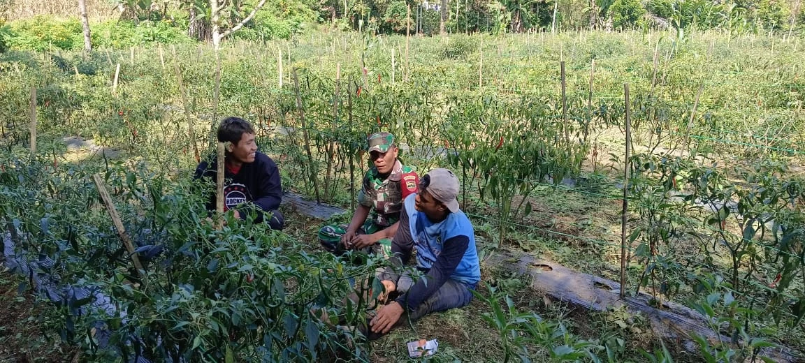 Komsos Bersama Petani Babinsa Memberikan Pendampingan Perawatan Cabai merah