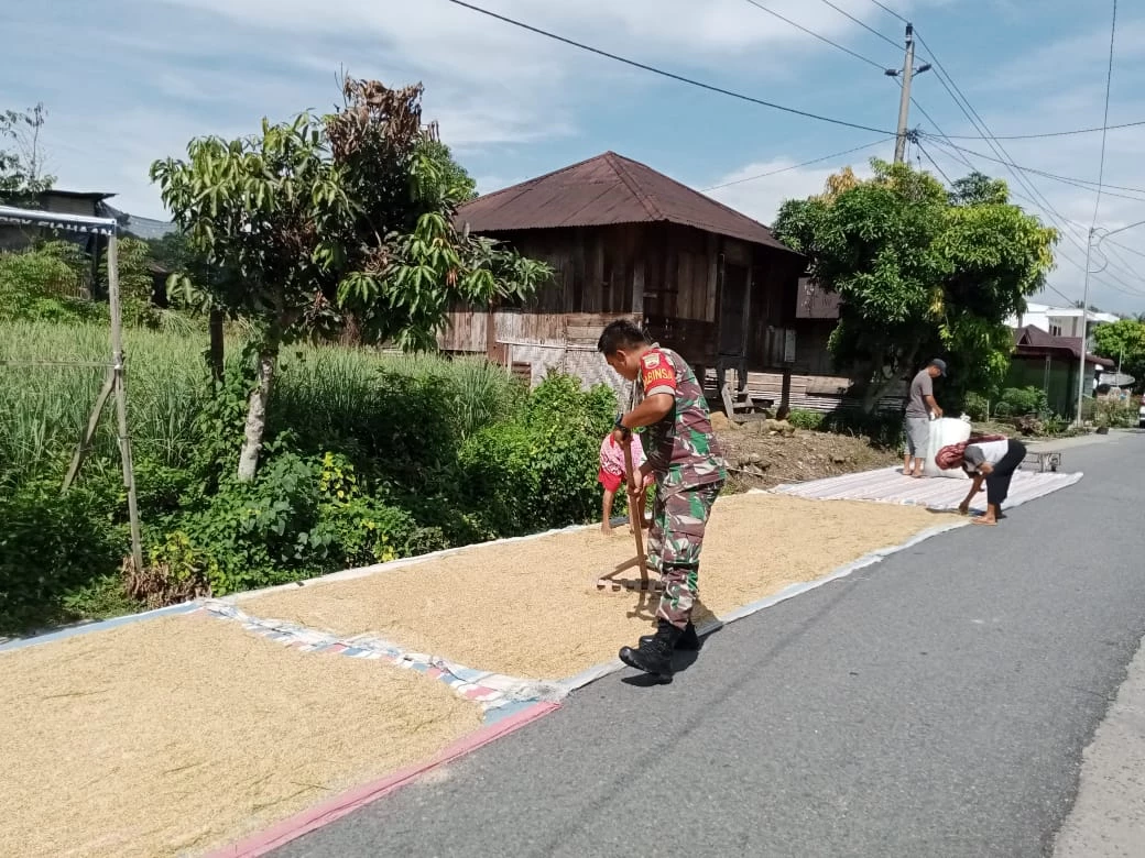 Menjaga Kualitas Hasil Panen, Babinsa Bantu Petani Jemur Padi