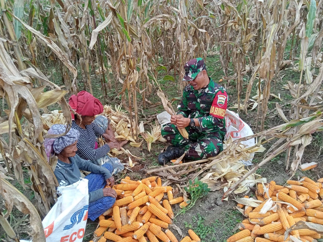 Selalu Ada Bersama Warga Binaan Babinsa Bantu Petani Panen Jagung