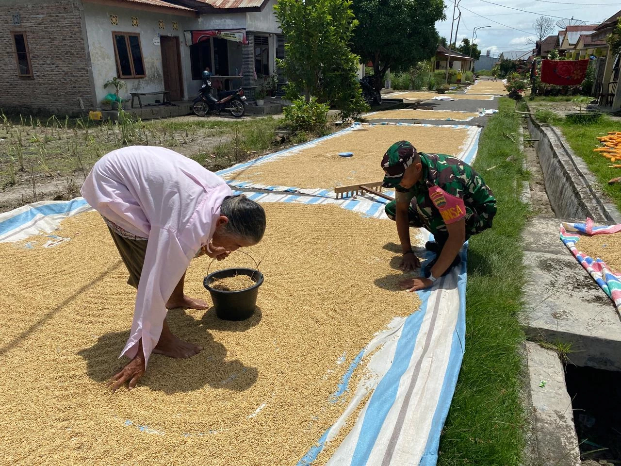 Menjaga Kualitas Hasil Panen, Babinsa Bantu Petani Jemur Padi