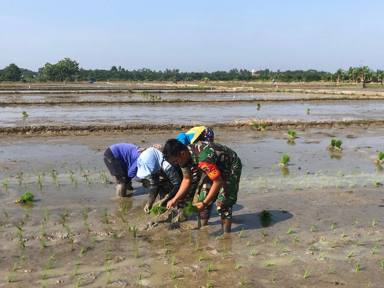 Wujud Keseriusan Peningkatkan Ketahanan Pangan, Babinsa Bantu Petani Menanam Padi