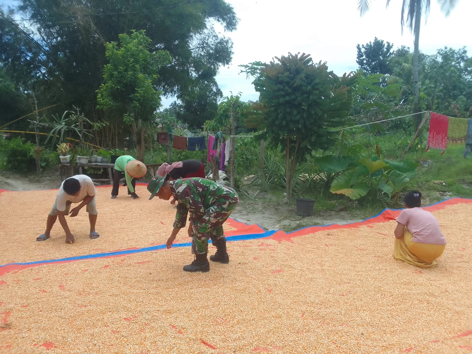 Menjaga Kualitas Hasil Panen, Babinsa Bantu Petani Jemur Padi.