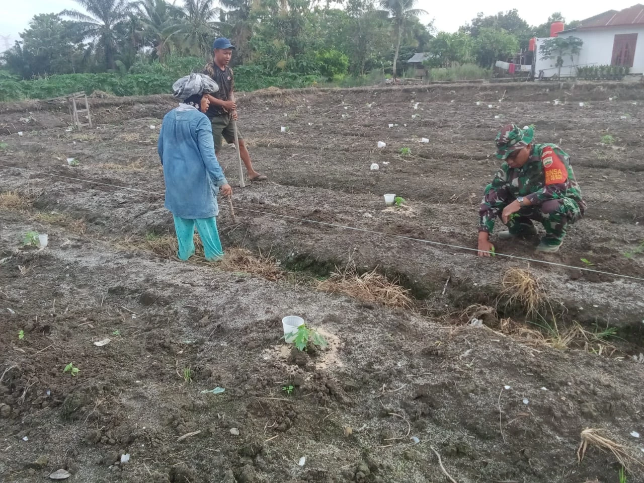 Wujudkan Petani Produktif, Babinsa Laksanakan Pendampingan Dan Bantu Petani Tanam Cabai