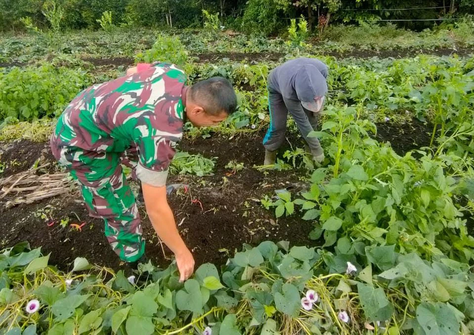 Babinsa Sambangi Petani Ubi Jalar