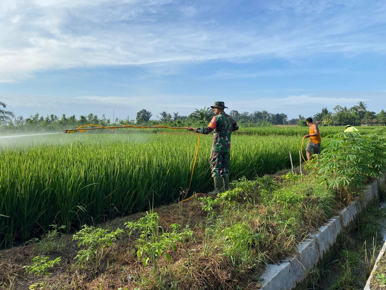 Dukung Ketahanan Pangan, Babinsa Bantu Petani Penyemprotan Tanaman Padi