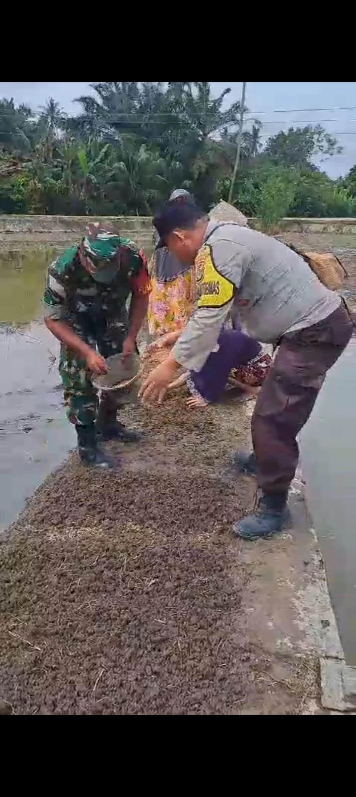 Dorong Pertumbuhan Ekonomi Melalui Pertanian Babinsa dan Bhabinkamtibmas Dampingi Penyemaian Bibit padi