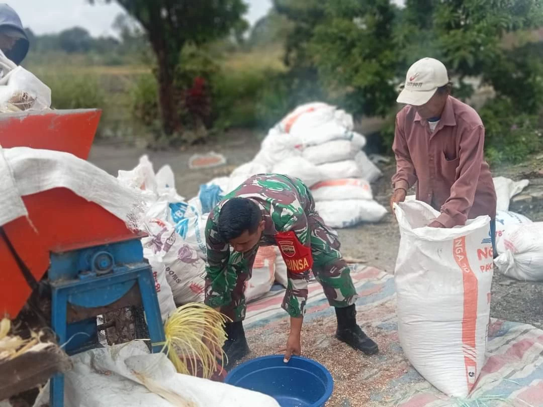 Tingkatkan Swasembada Pangan, Babinsa Bantu Petani Giling Jagung