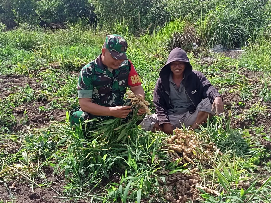 Sinergi TNI dan Petani, Babinsa Bantu Panen Jahe Untuk Tingkatkan Prekonomian Desa