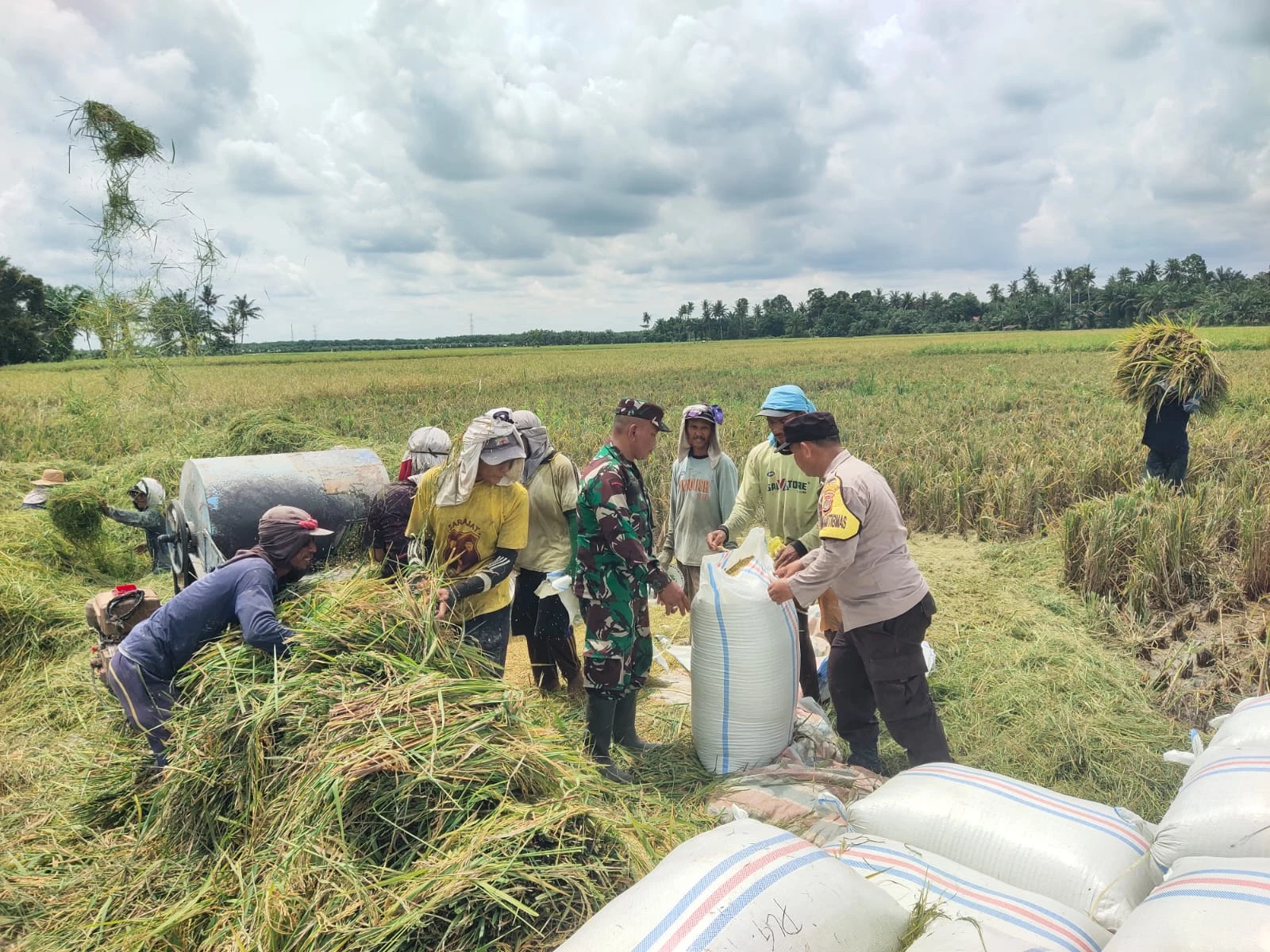 Babinsa dan Bhabinkamtibmas Bantu Panen Padi Di Nagori Kampung Lalang