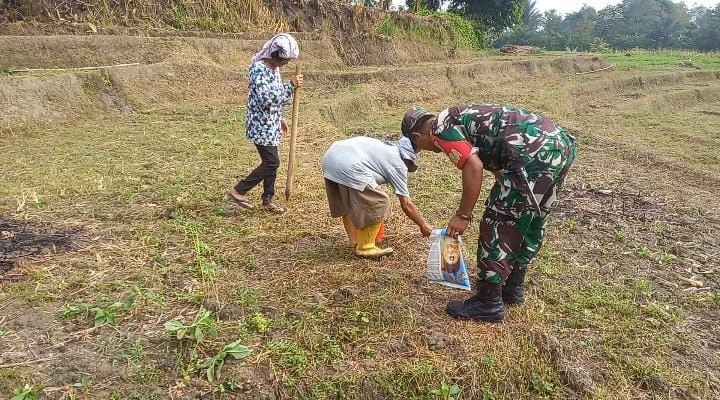 Gunakan Lahan Kosong, Babinsa Bantu Warga Menanam Jagung