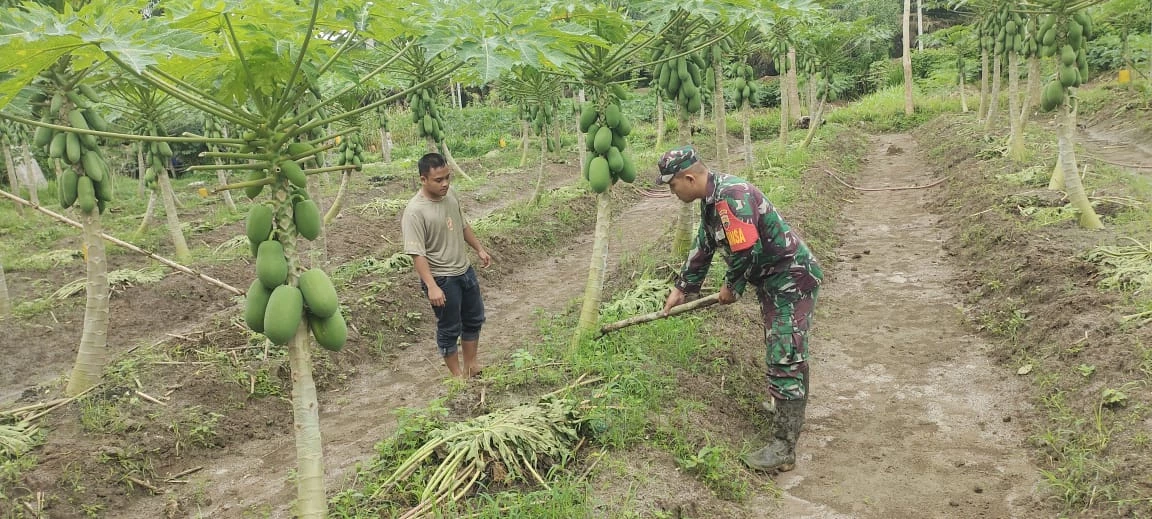 Babinsa Bantu Petani Perawatan Kebun Pepaya di Wilayah Binaan