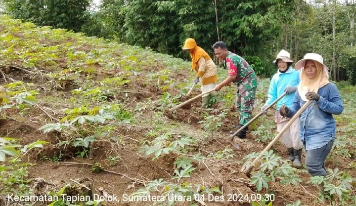 Dalam upaya mendukung ketahanan pangan dan meningkatkan hasil pertanian  Babinsa Bantu Petani Bersihkan Gulma di Lahan Ubi Kayu