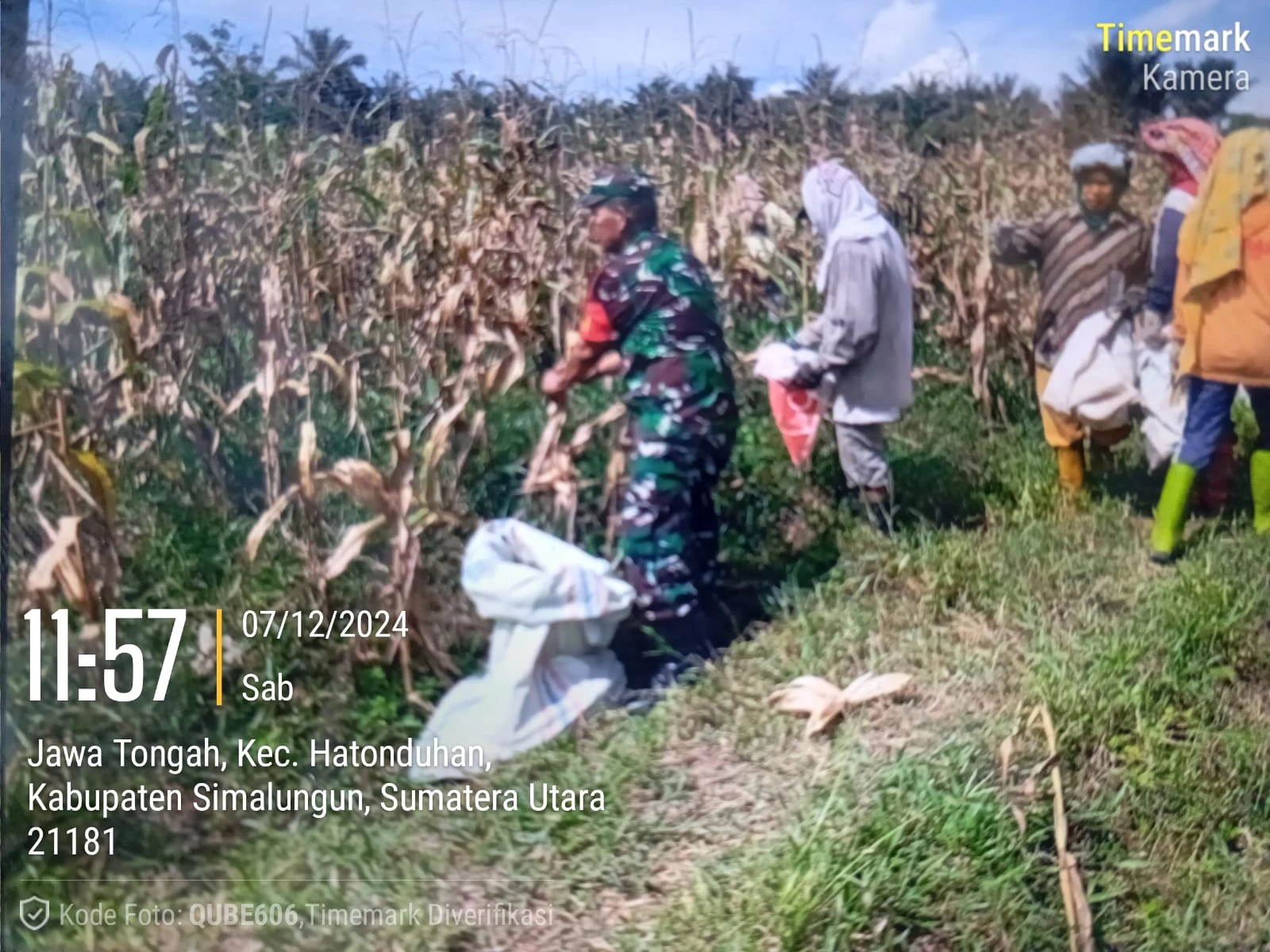 Peran aktif Babinsa, Bantu Petani Panen Jagung