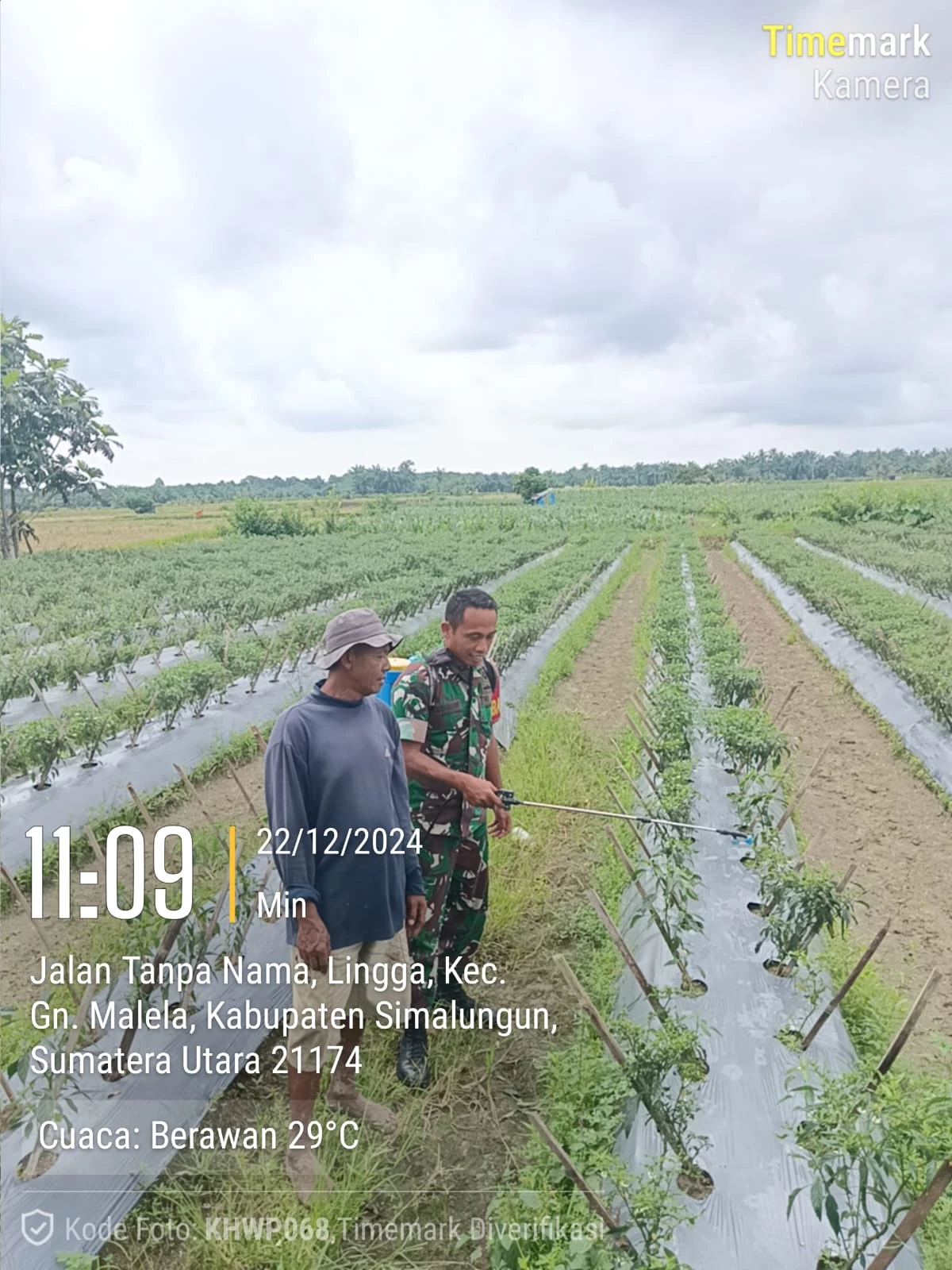 Babinsa Melaksanakan Kegiatan Pendampingan Penyemprotan Perawatan Tanaman Cabai Merah