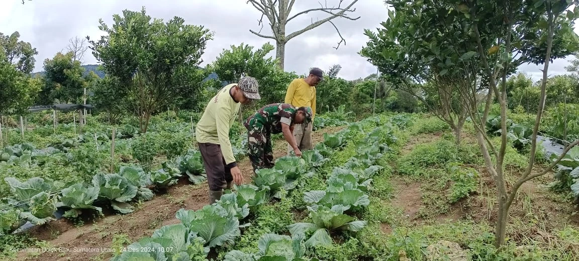 Babinsa Koramil 18/Dolok Silau, Melaksanakan Komsos dengan Warga Binaan di Areal Pertanian