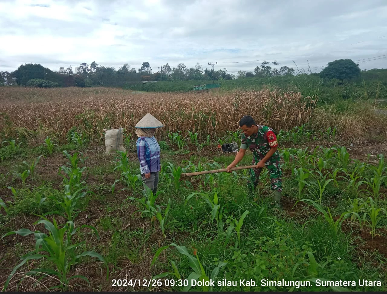 Babinsa Koramil 18/DS  Bantu Petani Bersihkan Kebun Jagung