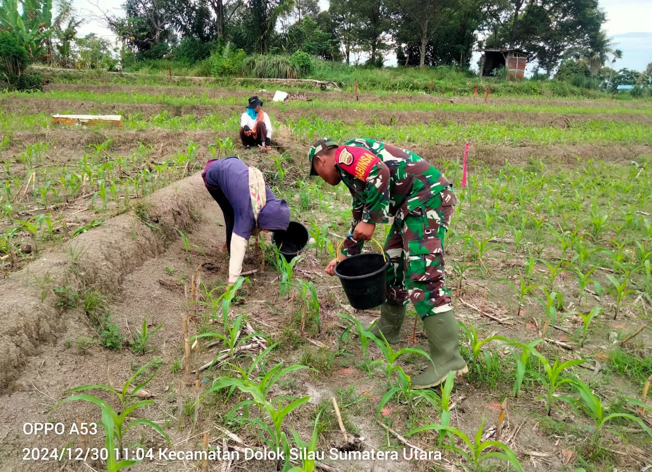 Babinsa Koramil 12/Saribudolok Membantu Petani Panen Cabe Merah di Nagori Ujung Saribu