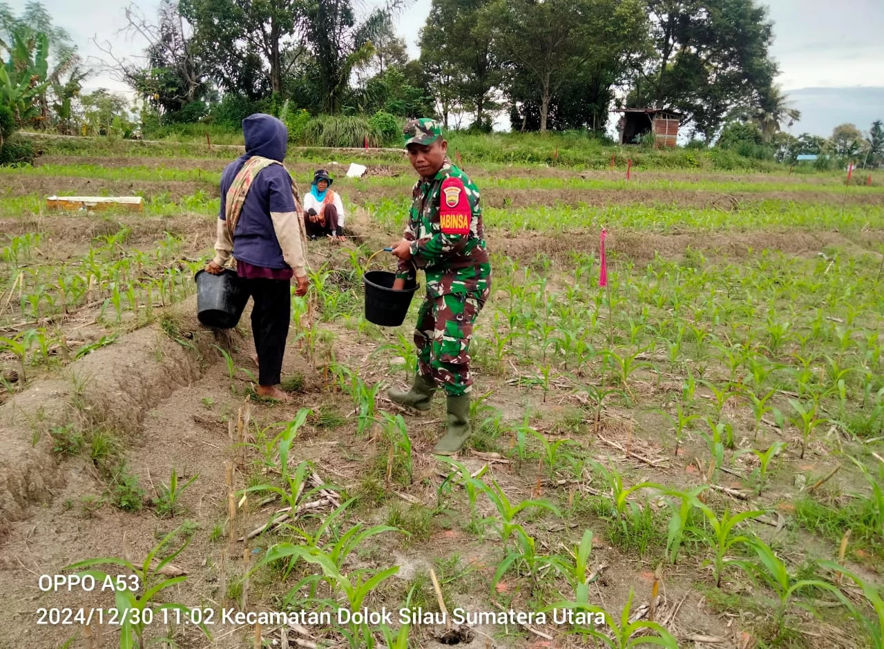 Babinsa Koramil 18/Dolok Silau Laksanakan Komsos dengan Masyarakat Mariah Dolok untuk Mendukung Ketahanan Pangan