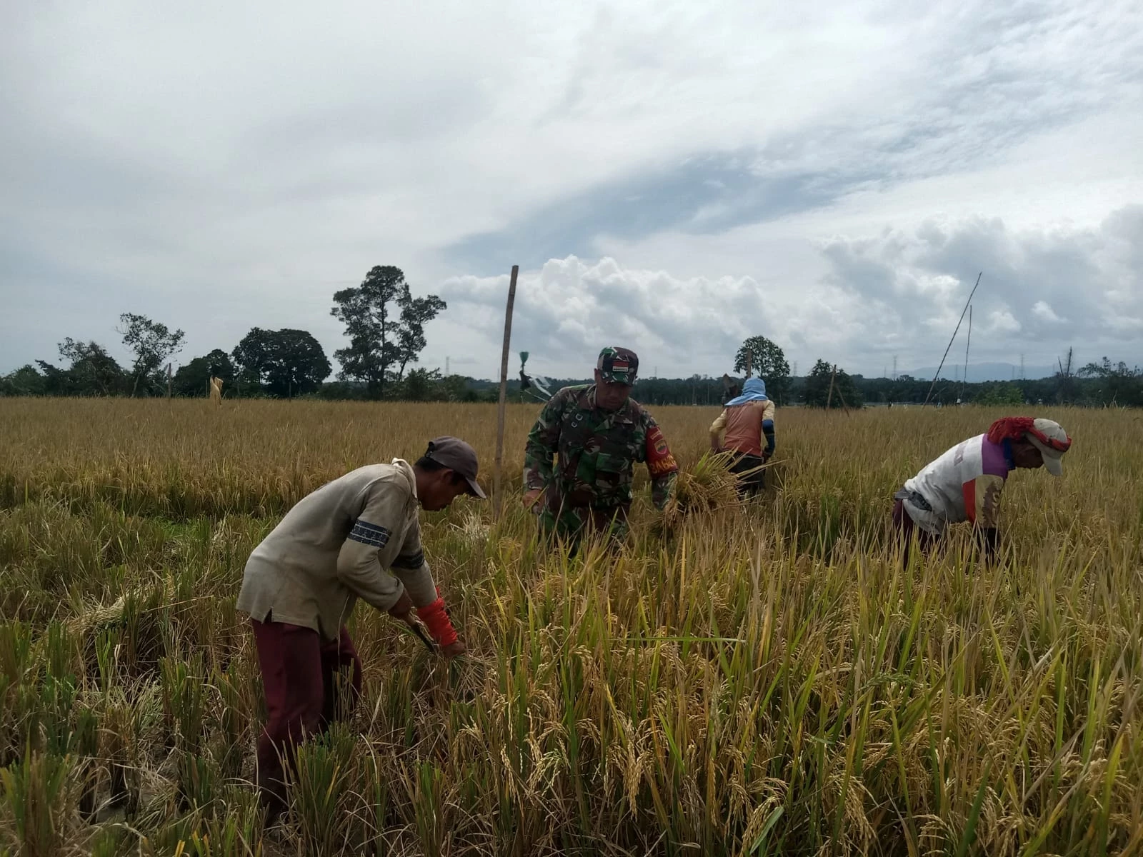 Babinsa Dampingi Poktan Panen Padi berlangsung di Dusun Suka Selamat 