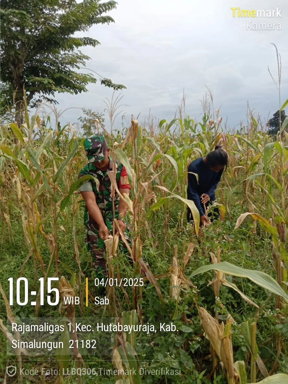 Baninsa Koramil 10/Tanah Jawa Terjun Langsung Bantu Warga Panen Jagung di Nagori Rajamaligas